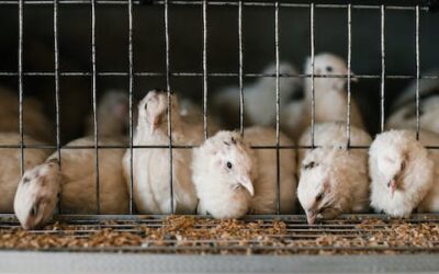 Gestión de la Producción de Animales Cinegéticos