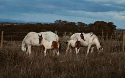 Cría de Caballos