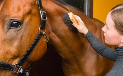 Cuidados y Manejo del Caballo