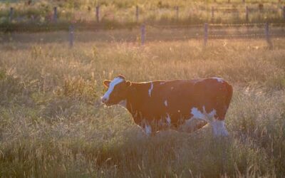 Ganadería Ecológica