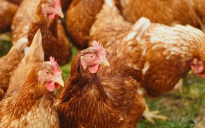 Producción Avícola Intensiva