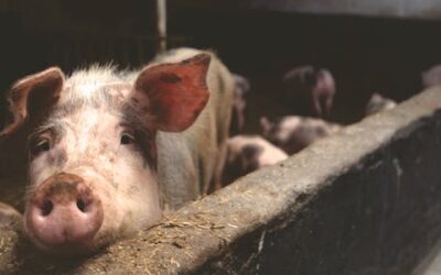 Producción Porcina de Recría y Cebo