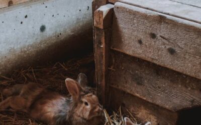 Producción Cunícula Intensiva