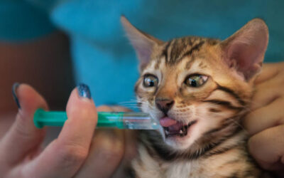 Especialista en Homeopatía Veterinaria Aplicadaㅤㅤㅤㅤㅤㅤㅤㅤㅤㅤㅤㅤㅤㅤㅤ