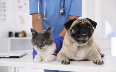 Especialista en Patologías Animales Veterinarias