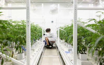 Especialista en Plantas Medicinalesㅤㅤㅤㅤㅤㅤㅤㅤㅤㅤㅤㅤㅤㅤㅤ