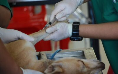 Especialista en Urgencias Veterinarias y Quirófanos