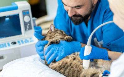 Experto en Ecografías en Veterinariaㅤㅤㅤㅤㅤㅤㅤㅤㅤㅤㅤㅤㅤㅤㅤ
