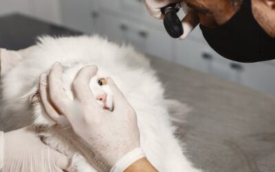 Postgrado en Dietética y Nutrición Veterinaria (Online)