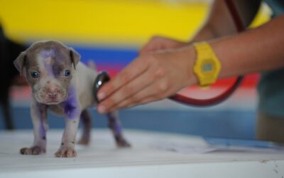 Auxiliar de Veterinaria (Online)ㅤㅤㅤㅤㅤㅤㅤㅤㅤㅤㅤㅤ