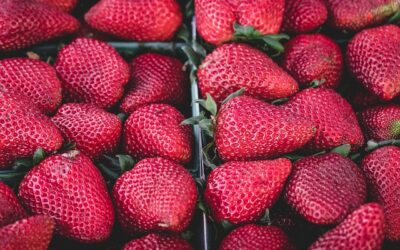 Especialista en Técnicas Bioquímicas y Análisis Microbiológicos en Alimentos(Online)