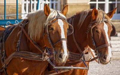 Curso Práctico de Bienestar Animal para Transportistas