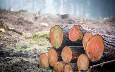 Perito Judicial en Medioambiente y Gestión Forestal